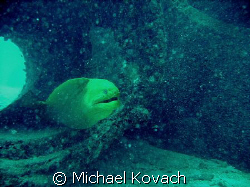 Baby, the green moray eel on the Sea Emperor by Michael Kovach 